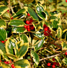Ilex altaclerensis golden for sale  BALLYMENA