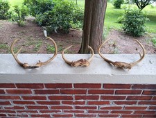Set whitetail deer for sale  Ashland