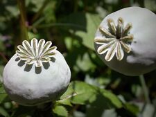 Somniferum giganteum poppy for sale  BALERNO