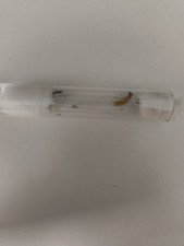 Colonie fourmis pheidole d'occasion  Courbevoie