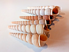 marine snails for sale marine snails for sale BUDE