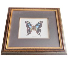 Tropical blue swallowtail for sale  Milwaukee