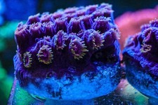 Bizarro cyphastrea sps for sale  SHEFFIELD