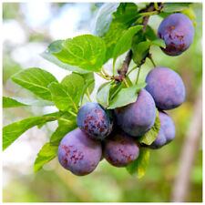 Dwarf patio plum for sale  NEWTOWNARDS