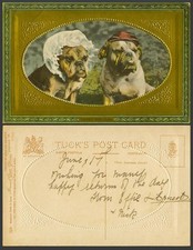 Bulldog bull dog for sale  UK