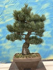 Joe bonsai mädchenkiefer gebraucht kaufen  Spiesen-Elversberg