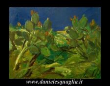 Lamberti lamberto cactus usato  Lucca