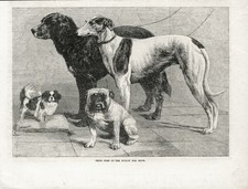 Prize dogs dublin for sale  COLEFORD