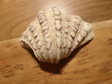 Ancien coquillage bénitier d'occasion  Senozan