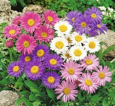 Aster alpinus mixed for sale  BELLSHILL