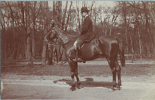Equitation cheval étalon d'occasion Equitation cheval étalon d'occasion  Pagny-sur-Moselle