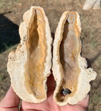 Agatized coral fossil for sale  Tucson