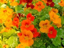 Nasturtium whirlybird bumper for sale  WELSHPOOL