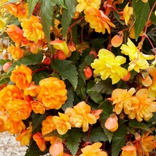 Begonia lemon apricot for sale  WOLVERHAMPTON