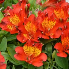 Alstromeria inca holland for sale  PENZANCE