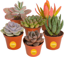 Succulents live mini for sale  Los Angeles