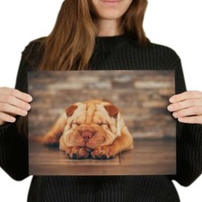 Shar pei dog for sale  SELBY