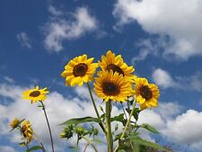 Graines tournesol multi d'occasion  Saint-Hilaire-du-Rosier