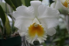 Blc. ranger six for sale  Linwood