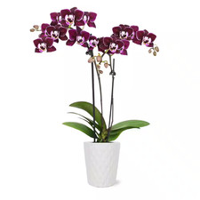 Orchid mini dark for sale  Newton