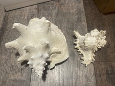 Sea shells 12cm for sale  BIRMINGHAM