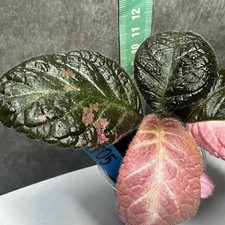 Episcia Ember Lace Very Rare ( Not Philodendron, Epipremnum) Beautiful Pink na sprzedaż  PL