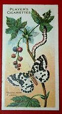 Magpie moth larva for sale  DERBY