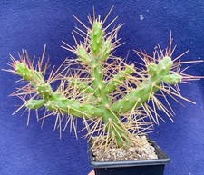Cholla plant cylindropuntia for sale  PENZANCE