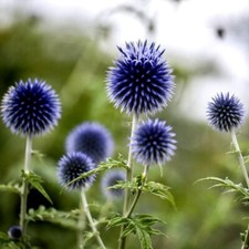 Kugeldistel 100 samen gebraucht kaufen  Ebrach