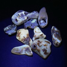 178g fossilized tampa for sale  Fort Pierce