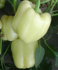 White bell pepper for sale  Berwyn