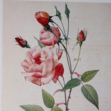 Redouté old blush for sale  Sahuarita