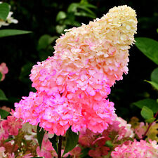 Hydrangea paniculata sundae for sale  UK