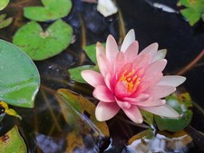 Ninfea rustica nana usato  Calcinaia