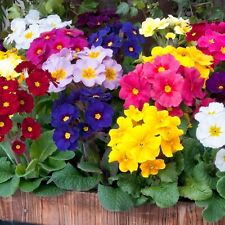 Primrose mixed plants for sale  GLASGOW