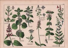 Chromo lithografie 1887 gebraucht kaufen  Leipzig