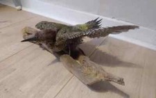 Antique victorian taxidermy for sale  SALISBURY