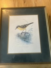 Schotz yellow wagtail for sale  KEIGHLEY