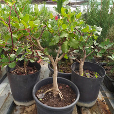 Prebonsai carrubo anni usato  Manduria