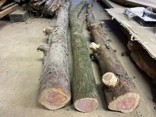 English yew trunk for sale  NORWICH