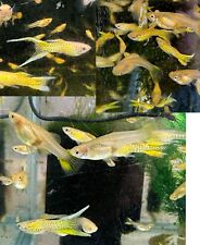 Guppies 5 varieties for sale  West Linn