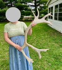 Huge caribou reindeer for sale  Alexandria