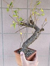 Melograno bonsai punica usato  Italia