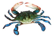 Inch maryland blue for sale  Mechanicsville