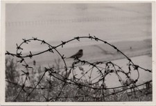 barbed wire for sale barbed wire for sale New York
