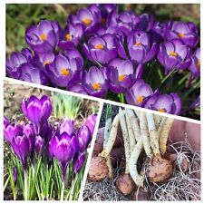 Crocus bulbs remembrance for sale  WISBECH
