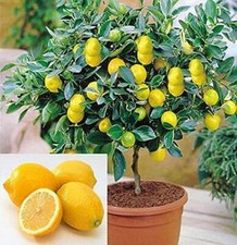 Dwarf lemon bonsai for sale  USA