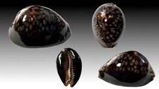 Cypraea mauritiana cuyo usato Cypraea mauritiana cuyo usato  Roma