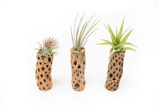 Natural cholla wood for sale  Saint Augustine