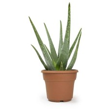 Single aloe vera for sale  Miami